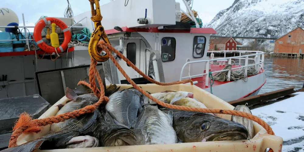 Norwegian trawling group acquires 50% stake in Nor Seafoods