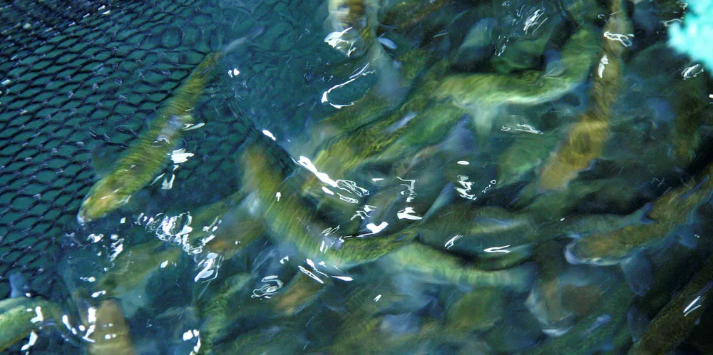 Mowi Norway reported a minor escape of salmon smolt.