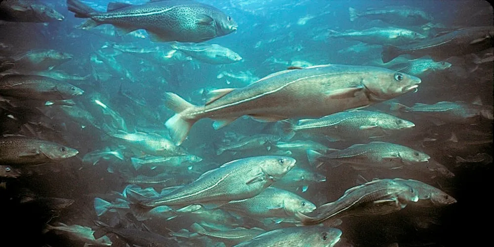 Newfoundland and Labrador cod is rebounding.