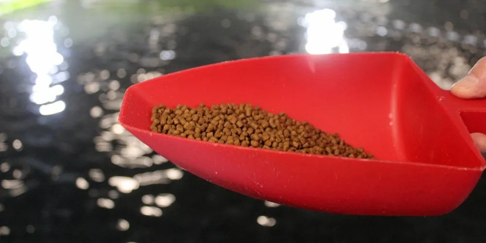 Aquaculture feed production was flat last year in Japan, but already demand is showing strength in 2021.
