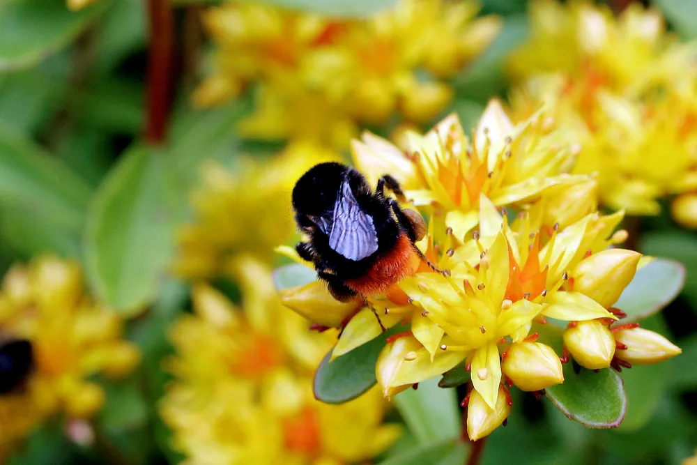 Omfattende insektsdød er en stadig større bekymring verden rundt.