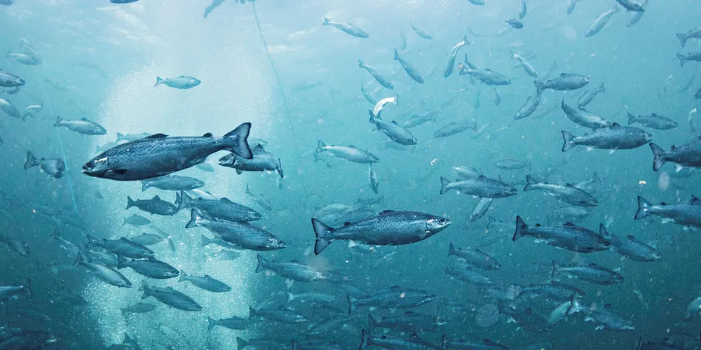 Better fish health raises Midt-Norsk Havbruk earnings