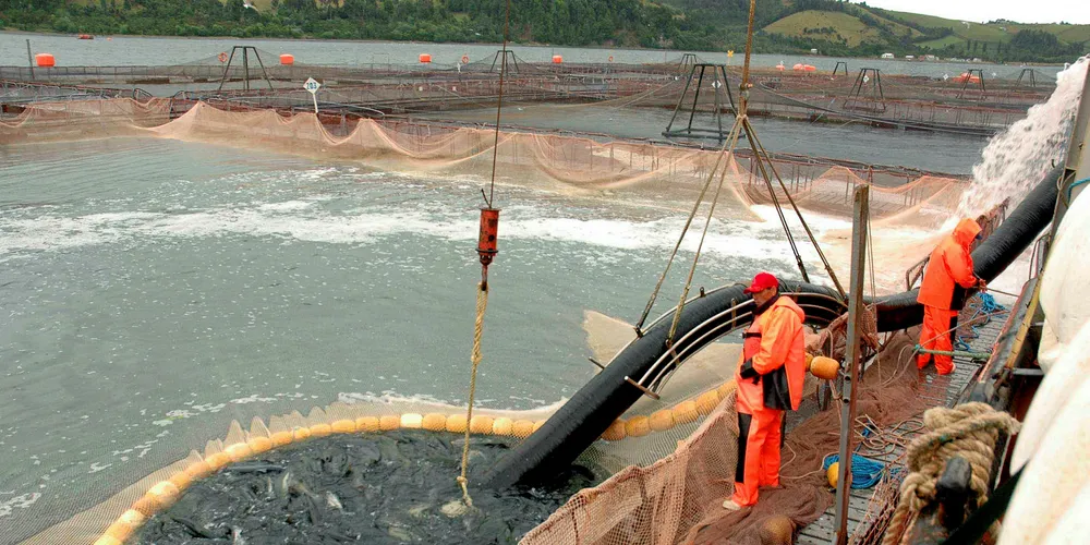 Harvesting at a Marine Harvest salmon farming site in Chile.