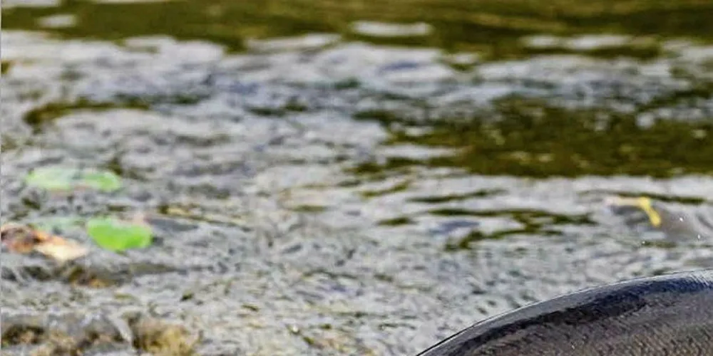 Coho salmon.