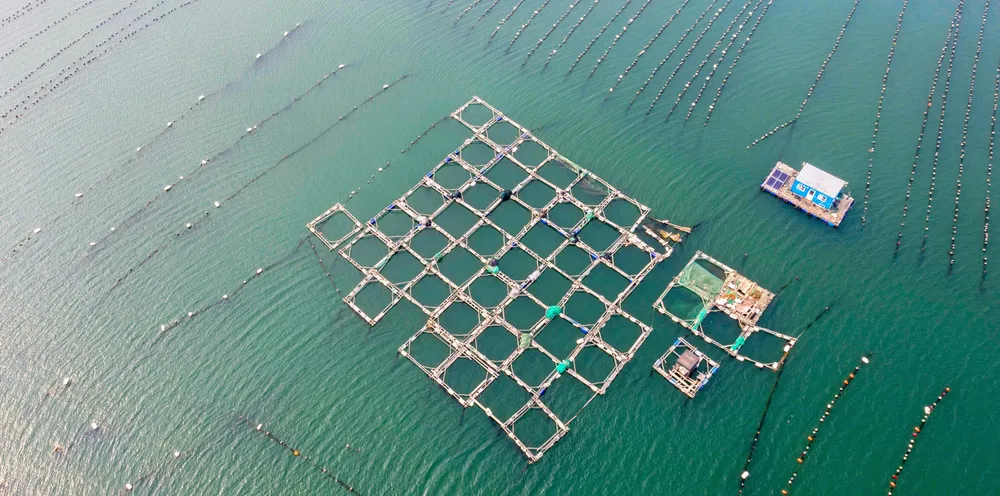 Aerial view of a floating fish farm off the coast of Qingdao, Shandong Province, China.