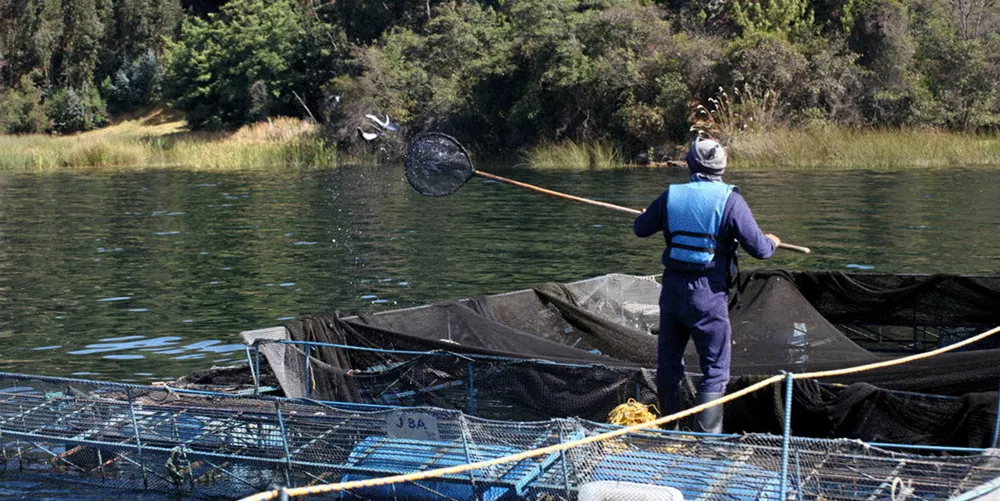Colombia tilapia producers fear the growth of informal pangasius production as they strive to recover from a tough year.