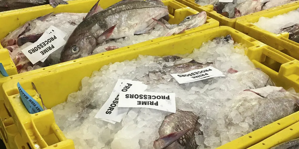 Icelandic haddock Grimsby Fish Market. Grimsby Fish Market.