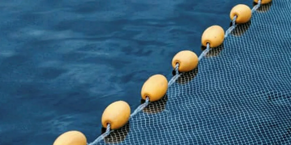 ISA virus detected at Cermaq Chile site. ISA, Cermaq Chile.