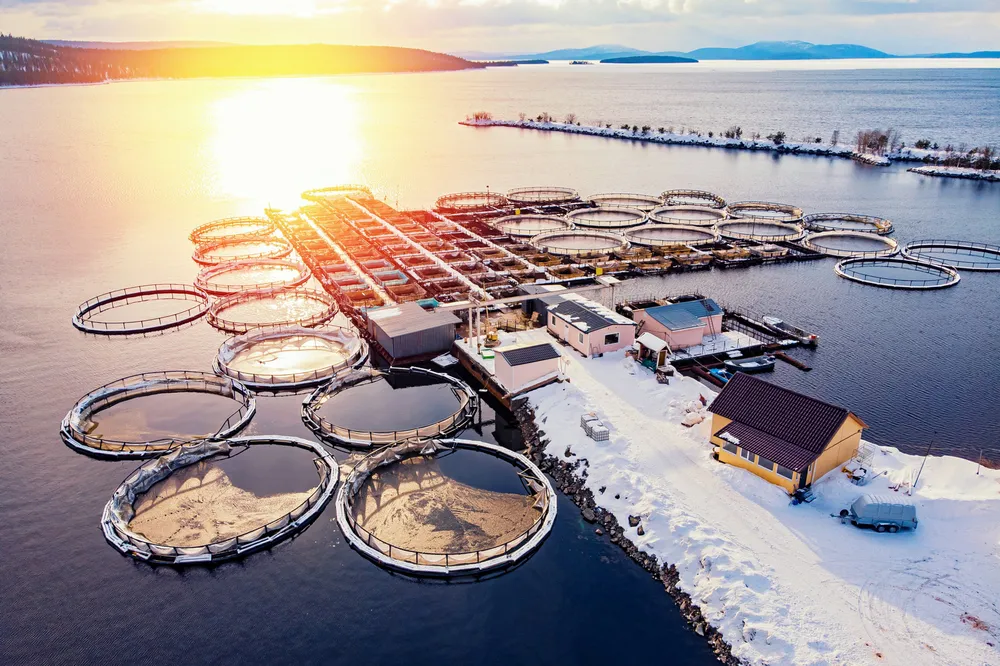 Salmon farming in netpens has “untapped potential” for growth as new technologies deliver substantial improvements in fish health.