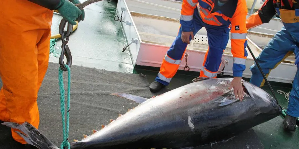 SPENNENDE: Det er mye spenning knyttet til årets jakt på makrellstørje. I år er det «Bluefin» fra Florø som får prøve seg. Her en av de 191 makrellstørjene som «Hillersøy» fikk i et kast i fjor.