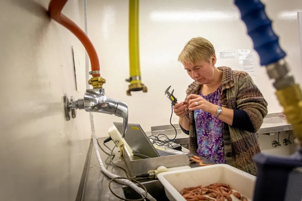 Gytebestanden er høyere enn i fjor, men færre ungreker gjør at havforskerne mener rekekvotene i sør skal ytterligere ned. Her ved forsker Guldborg Søvik.
