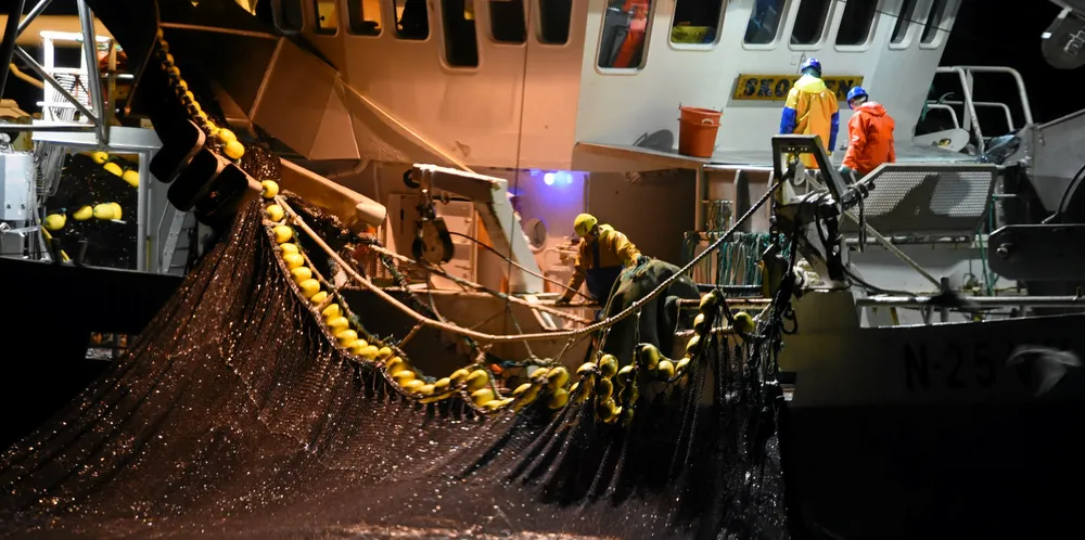 De fleste storhvalene som havner i fiskeredskaper, blir fanget under sildefisket med ringnot.