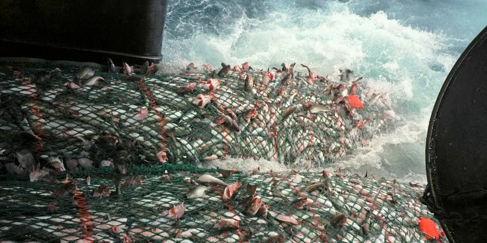 Trålposen kommer inn på en islandsk tråler «Høfrungur III». Torsk, hyse, bunntrål, Scanmar, bunnfisk, trålpose.Foto: Gunnar Freyr Hafsteinsson