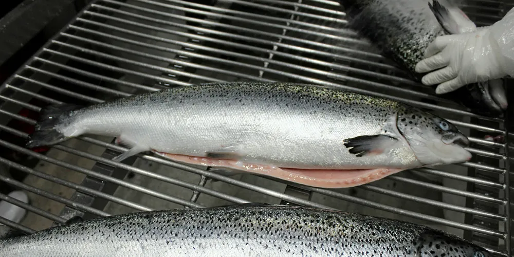 AquaChile's Atlantic salmon.