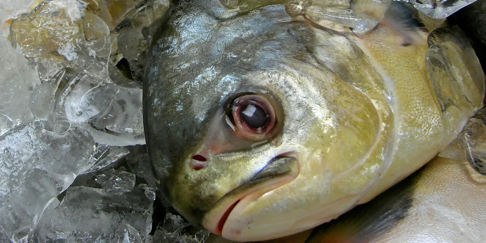 Florida Pompano production could get a boost from a new research effort.