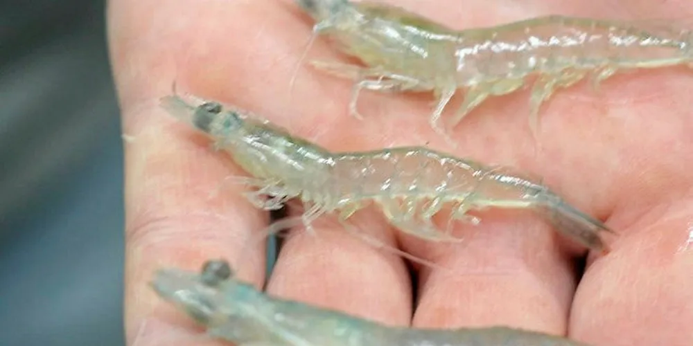 Tru Shrimp, Oceanic Institute to develop shrimp breeding program in US