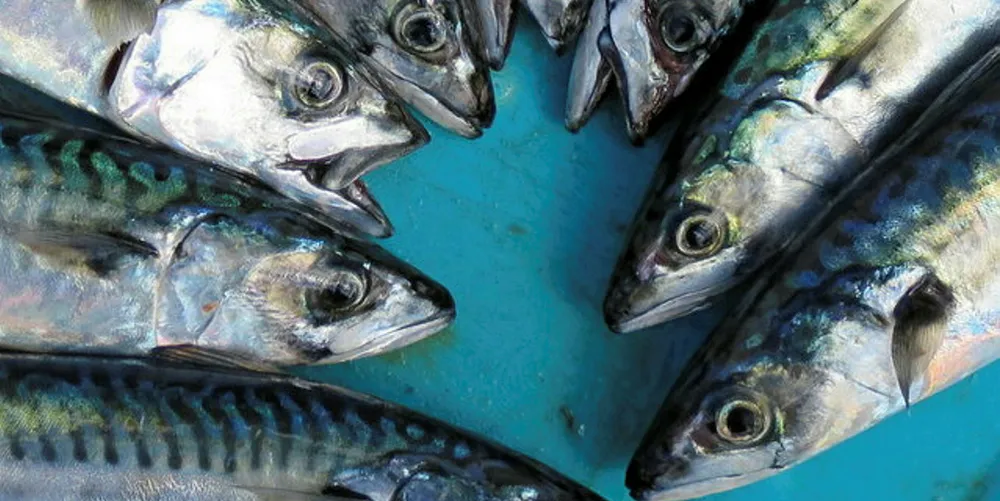 Mackerel.