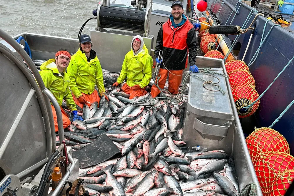 Salmon fishermen are staying busy as Bristol Bay salmon run nears it peak.