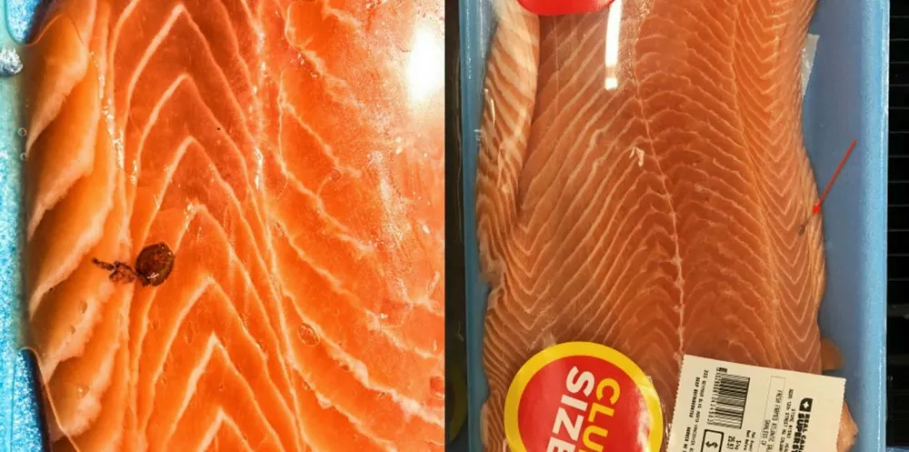 Loblaw salmon fillet with live sea louse, as photographed by anti-salmon farm campaigner Alexandra Morton.