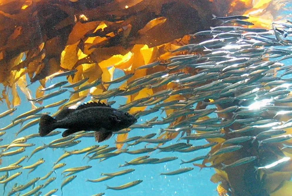 The European seaweed market is projected to reach £9 billion by 2030.