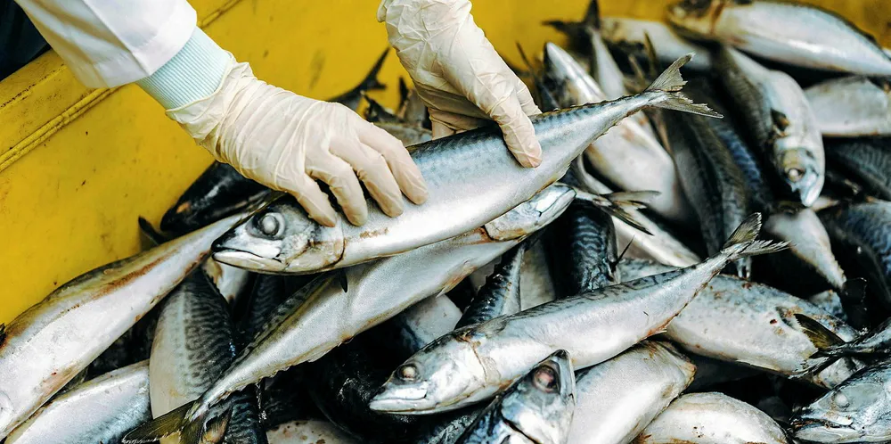 Pelagia readies expansion of Scottish salmon trimmings plant.