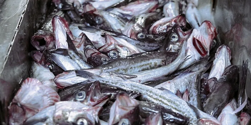 Alaska pollock from Russia. Russian Alaska pollock.