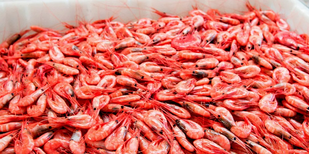 Russian and Norwegian vessels catch shrimp in the Barents Sea without a quota system in place.