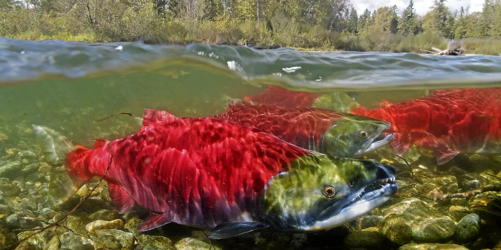 Large Bristol Bay salmon returns are occurring during years with above-average sea surface temperatures.