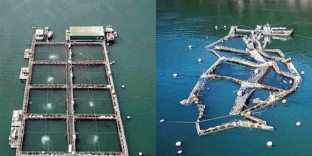 Cooke Aquaculture's Cypress site collapsed in August of 2017.