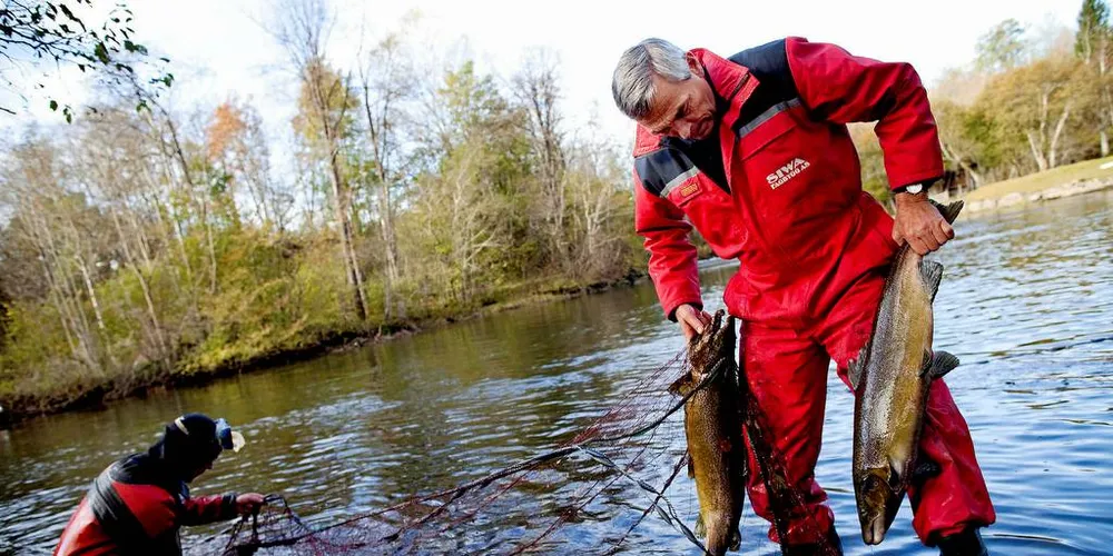 KRYSSING: Risikoen for at oppdrettslaks kan krysse seg med villaks og få levedyktig avkom var vesentlig større for noen tiår siden, for eksempel da den var i avlsgenerasjon 5, skriver Jan Arve Gjøvik. Her sjekkes det om oppdrettslaks blander seg med villaks i elva Etne i Hordaland. Dykker Vidar Børretzen (t.h.) har satt garnet.Foto: Tomm W. Christiansen