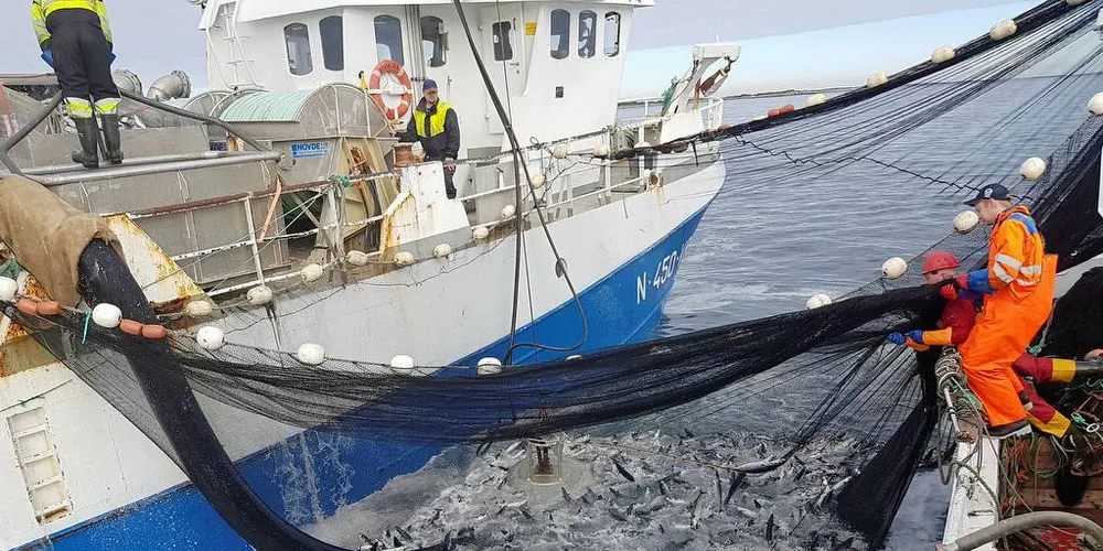 Sjømatrådet får bare småpenger til å gjøre jobben de er satt til når Norge kjemper for en posisjon i store fiskemarkeder i Asia og Europa, mener Norges Sildesalgslag. Her fra makrellfisket i Lofoten i sommer. «Øyaskjær» var for anledningen føringsbåt, som pumpet makrell hos karene om bord på «Fugløyfisk». Foto: Fugløyfisk