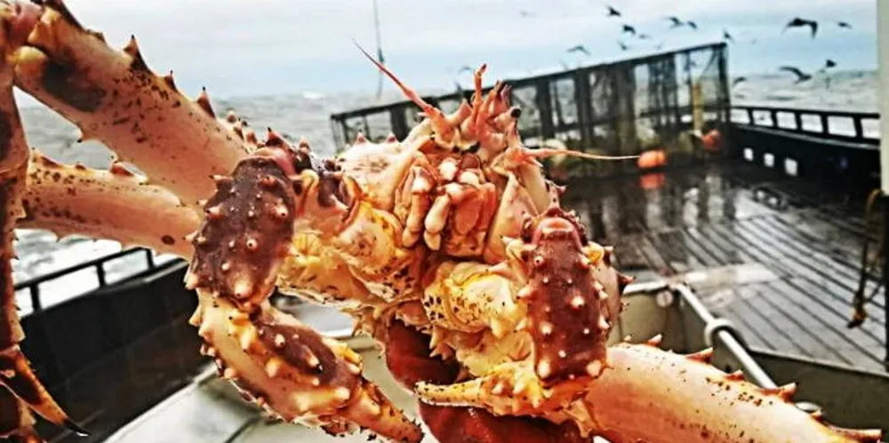 Alaska's iconic Bristol Bay red king crab is back, but will it be too expensive for consumers?