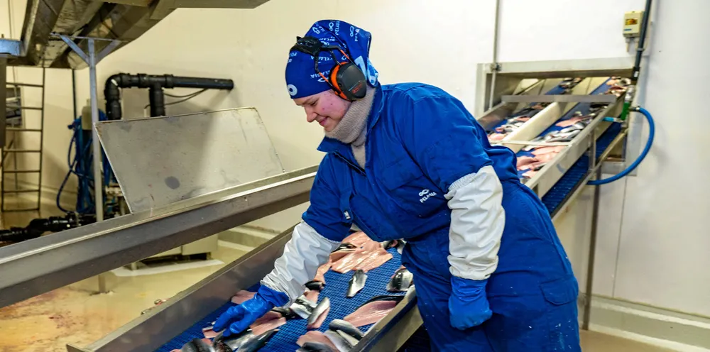 Den positive prisutviklingen på sild fortsetter. De siste årene har det vært en prisvekst på 31 prosent for fryst sild.