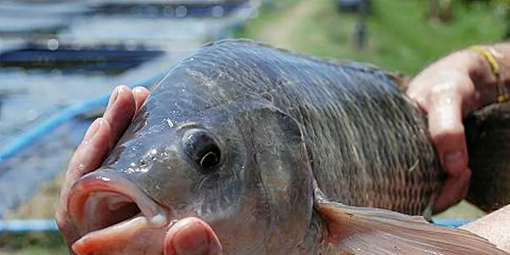 Tilapia is farmed in cages in Pahang.