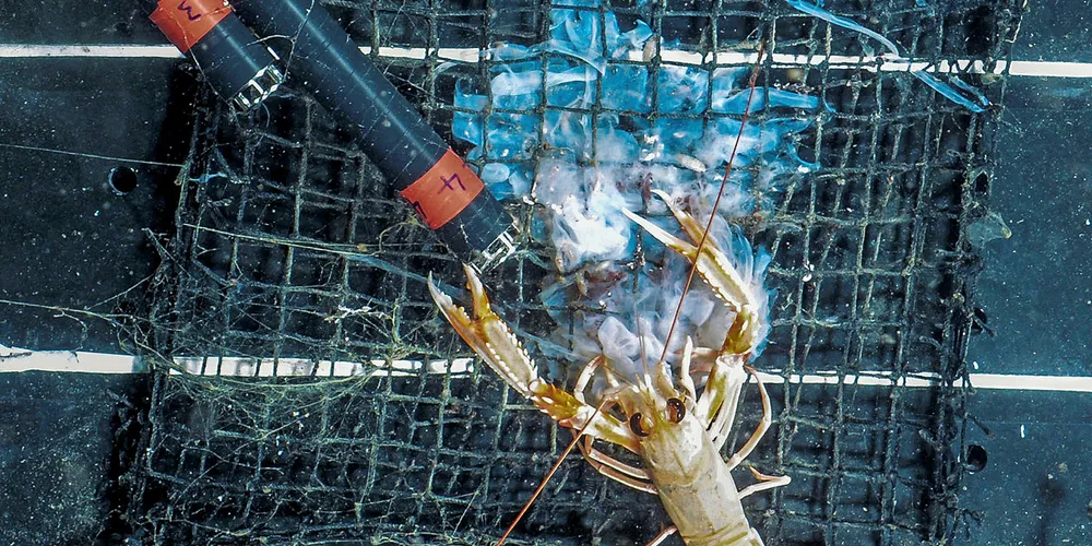 FARLIG FISKE: Teinefiske etter sjøkreps med enmannssjarker betegnes som et spesielt farlig fiskeri. Dette bildet er fra forskning i sjøkrepsfiske.