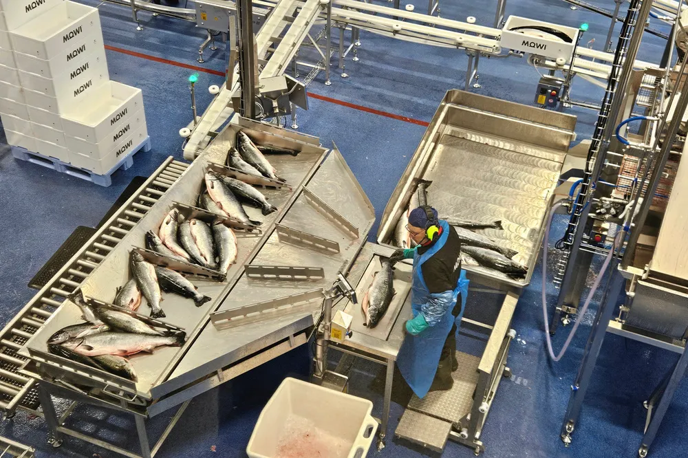Mowi's processing plant in Norway's Hitra municipality. The world's largest salmon producer plans to reach its next production milestone – 600,000 metric tons – by 2029.