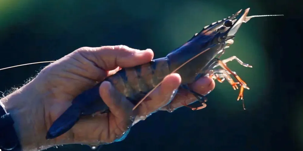 Seafarms is currently fighting for the survival of its major shrimp farming Project Sea Dragon.