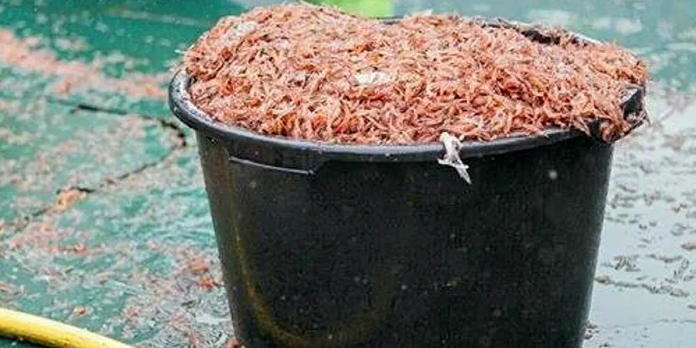 KRILL: Kitin Antarktis har en konsesjon på 100.000 tonn krill i Sørishavet.
