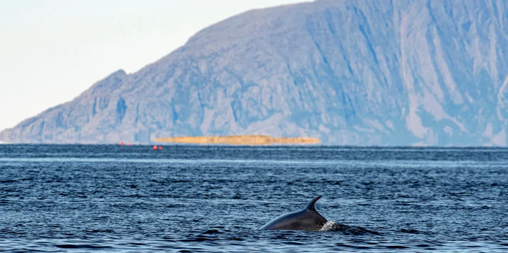 I 2023 var det 9 fartøy som deltok i vågehvalfangsten. Fangsten var 507 dyr, som er en liten nedgang fra året før.