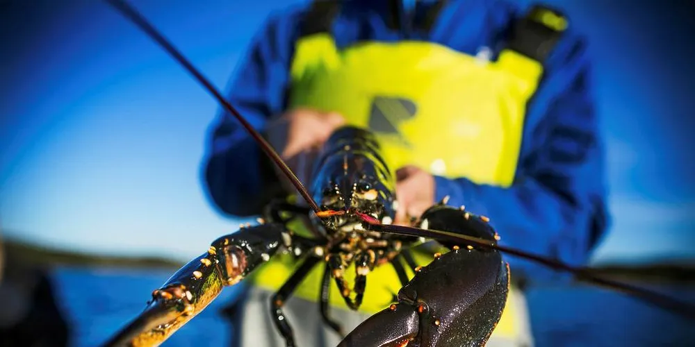 POPULÆRT: Hummerfiske er populært. Personer bosatt i Bergen og Karmøy er sterkt representert på hummerfiske i år.Arkivfoto: Sondre Steen Holvik