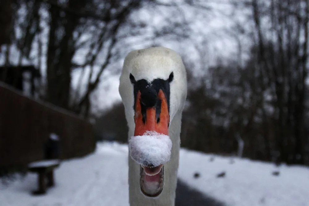Cygnus the Swan: Sale complete.