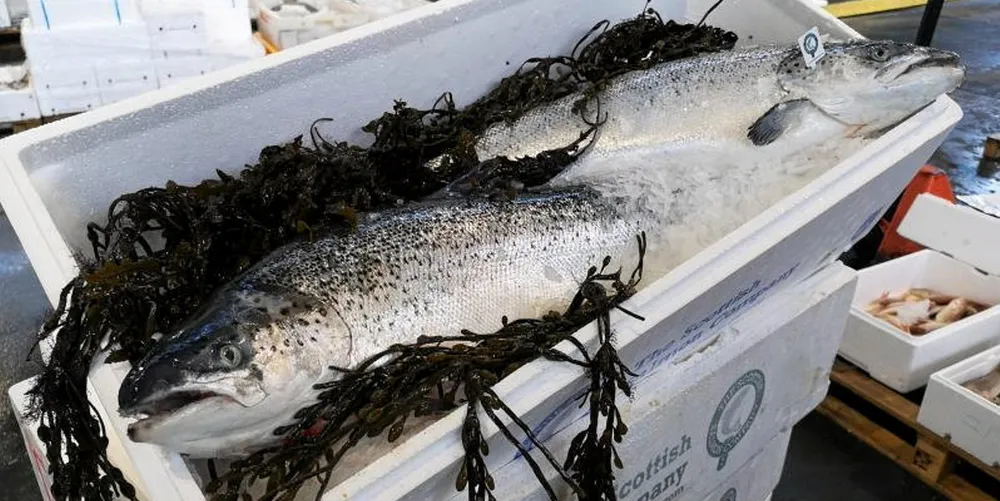 The Scottish Salmon Company's earnings and revenues fell amid COVID pandemic restrictions on foodservice.