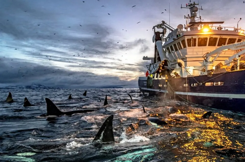 Under vinterfisket etter sild i fjordene i Troms er det ofte mye hval rundt fiskefartøyene.