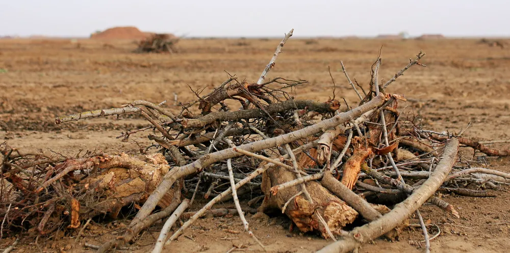 Orchard tree debris near Wasco, California.