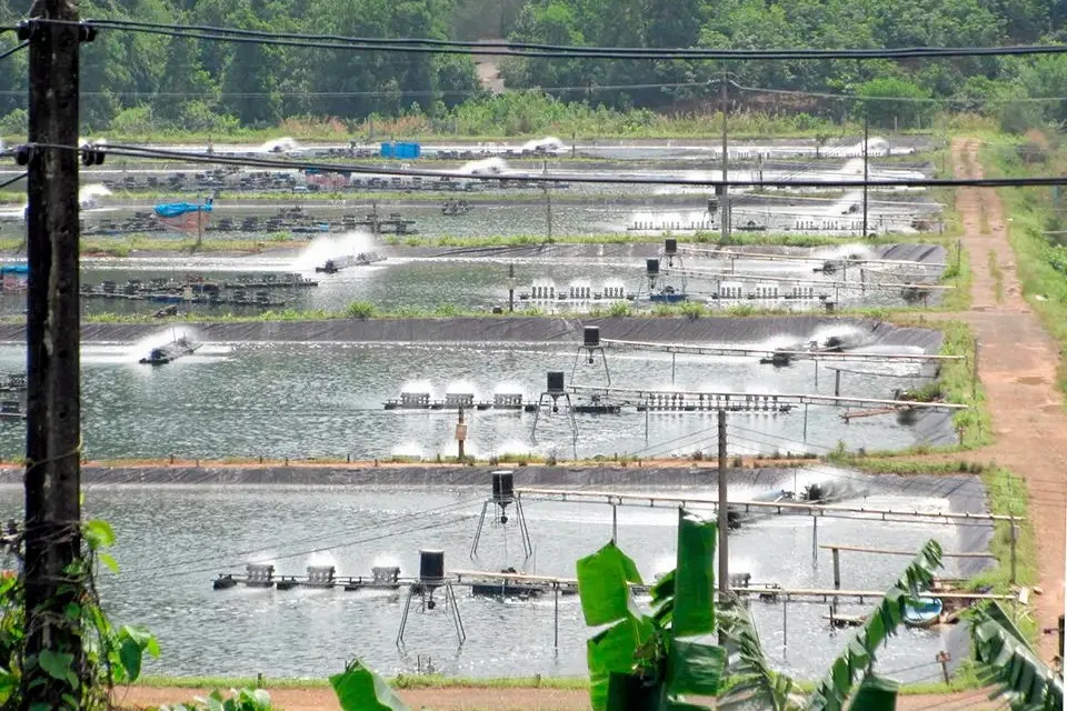 Disease is the No. 1 risk to shrimp production growth, according to attendees at The Center for Responsible Seafood's Bali Shrimp Summit.