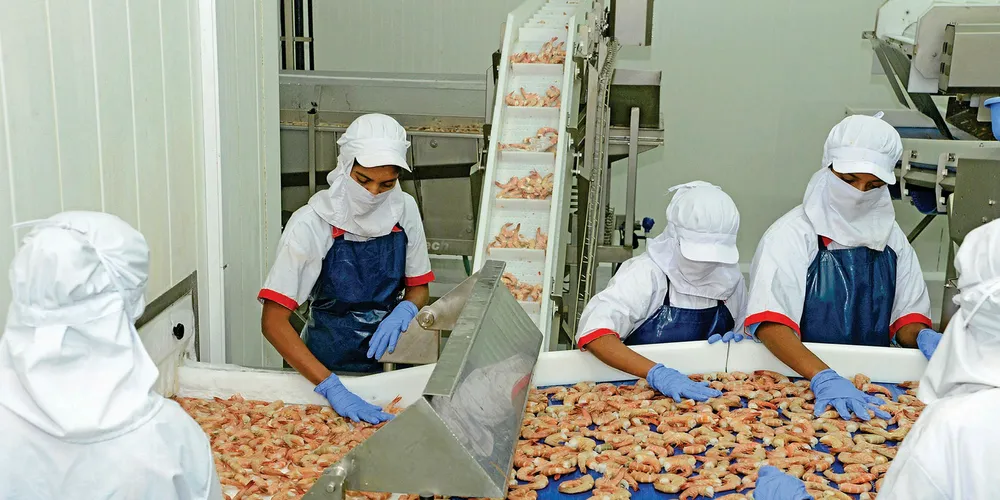 Shrimp processing at Blue-Fin's Taloja factory.