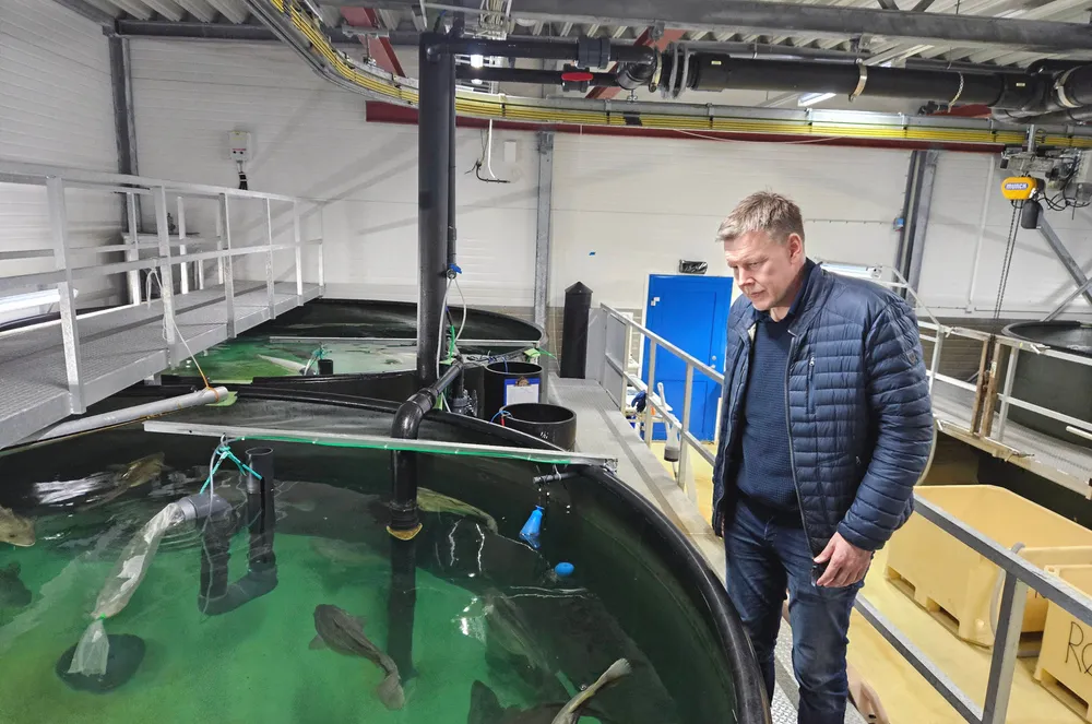 Øyvind J. Hansen leder Nofima sin avlsstasjon for torsk. Her er avlstorsk som er hentet inn fra sjøen, og snart skal gyte.