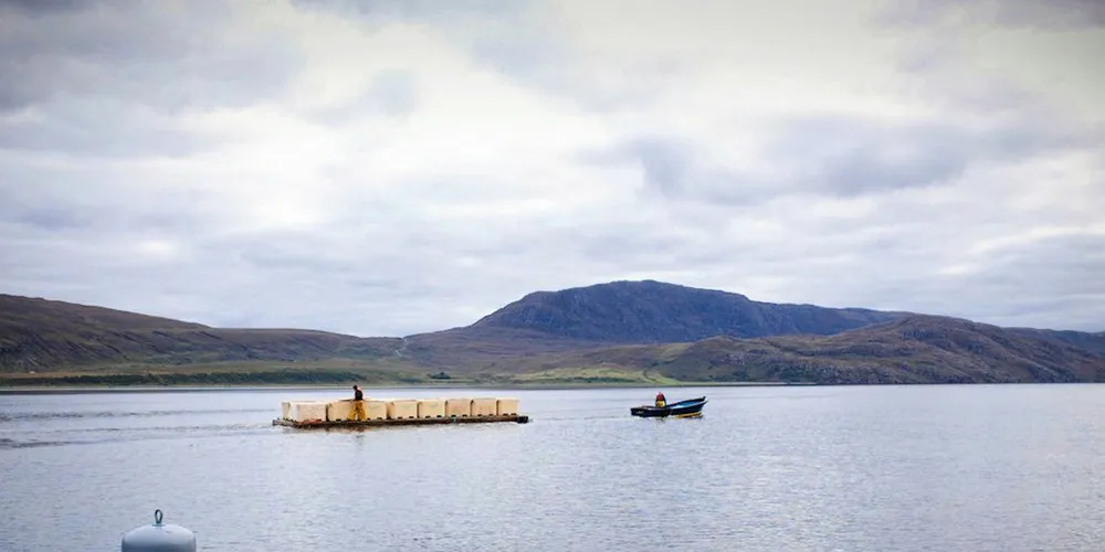 Scottish salmon farmer reports 'catastrophic' mortalities