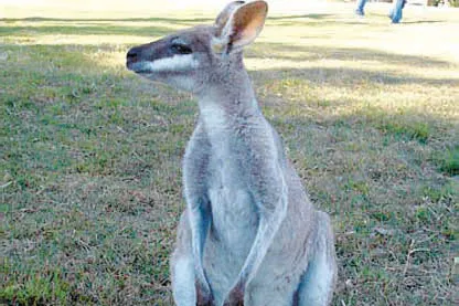 Taking a closer look: in Queensland