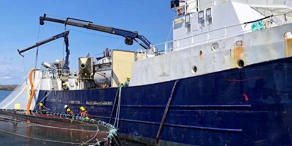 Young smolt being transferred to a Mowi sea site off the coast of New Brunswick in May.